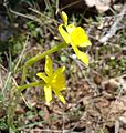 Un narcisse d'Asso (Narcissus assoanus), une plante qui aime les sols arides