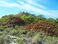 Sea grapes at the park