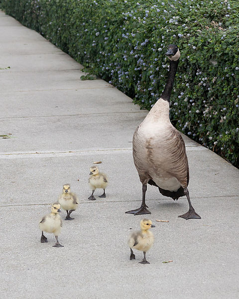 File:Branta canadensis Redwood Shores May 2011 007.jpg