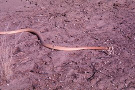 Cape cobra slithering on ground - DPLA - 250f43eb7eac712e3524730442e18bfc.jpg