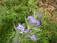 hibrido Caryopteris ×clandonensis ‘Heavenly Blue’