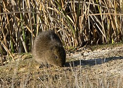 Cavia tschudii 341534193.jpg