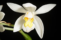 Coelogyne corymbosa