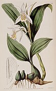 Coelogyne cumingii