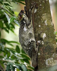 Малайски кожокрил (G. variegatus)