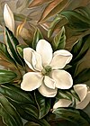 Magnolia grandiflora, Ellen Thayer Fisher