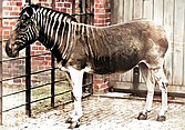 Quagga mare at London Zoo