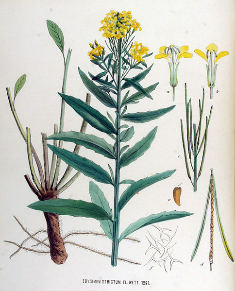 File:Erysimum strictum — Flora Batava — Volume v17.jpg