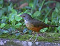 Turdus rufiventris (cat.)