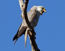 Șoim cenușiu (Falco hypoleucos)