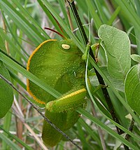 A green hooded grasshopper in green grass.