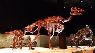 Paleo Hall at HMNS Edmontosaurus.jpg