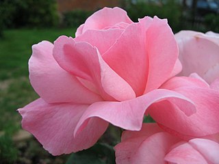 In most European languages, pink is called rose or rosa, after the rose flower.