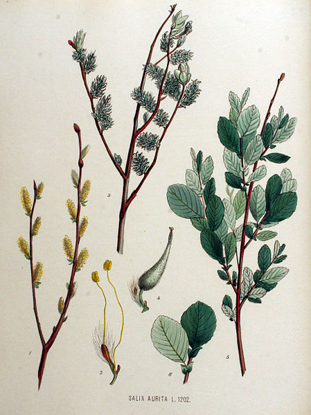 File:Salix aurita — Flora Batava — Volume v16.jpg