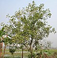 Tree in Kolkata, India.