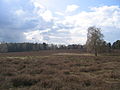 Heuvel Wietzer Berg op de heide bij Müden