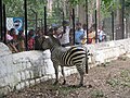 Zebra at Bannerghatta National Park