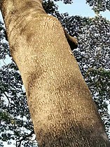 Bark of Falcataria moluccana