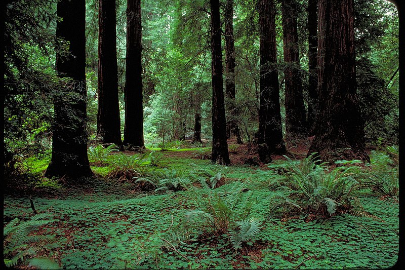 File:Muir Woods National Monument, California (f3efc75e-cf7c-47ac-a2f1-8b4ac6e845a2).jpg