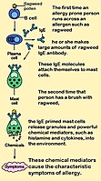 I mastociti sono coinvolti in allergia. Le allergie come allergia al polline sono scatenate dall'anticorpo IgE. Come gli altri anticorpi, ogni anticorpo IgE è specifico: per uno specifico allergene.