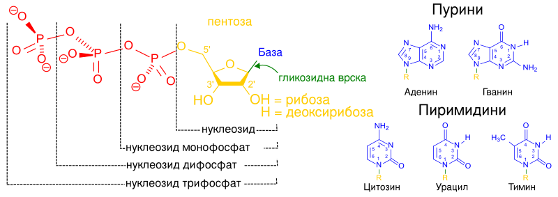 File:Nucleotides 1 - MK.svg