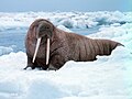 "Noaa-walrus22.jpg" by User:A. C. Tatarinov