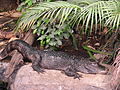 Aligatori wa Uchina Alligator sinensis