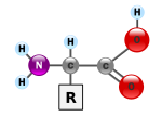 Thumbnail for Protein (nutrient)