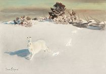 Winter hare, undated