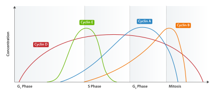 Expression of human cyclins through the cell cycle