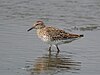 Picture of a bird walking in water