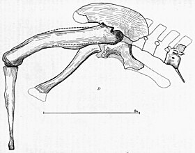 Croquis en noir et blanc d'un bassin et d'une jambe partiel d'un dinosaure théropode.