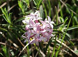 Daphne striata