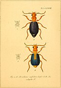 Deutschlands Fauna in Abbildungen nach der Natur mit Beschreibungen - 5. Abt. Die Insecten, Bdch. 07 - Tab. CLXXVII (6045572690).jpg