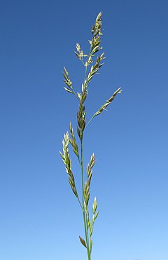 Roog-aruhein (Festuca arundinacea)