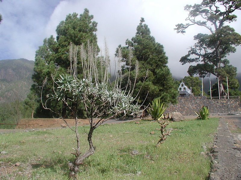 File:La Virgen del Pino 053.JPG