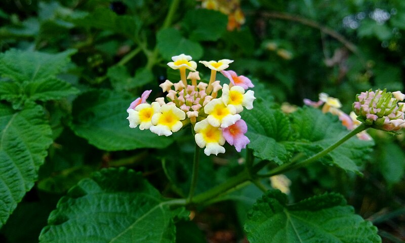 File:Lantana camara - Be like a flower.jpg