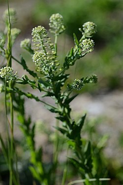 Kenttäkrassi (Lepidium campestre)