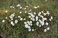 Stellaria crassipes