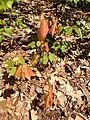 Seedling; Jenny Jump State Forest, NJ