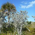 Silver Buttonwood and Sabal palm