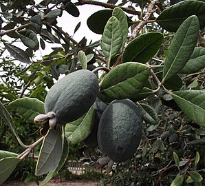 Fruits sur l'arbre.