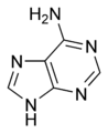 Adenine (có ở cả DNA và RNA).