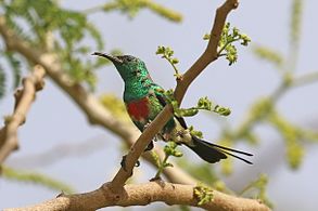 male C. p. pulchellus Gambia