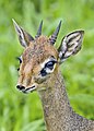 "Dik-dik_Dennis.jpg" by User:FlickreviewR