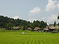 稲穂の実り・荻ノ島かやぶき環状集落