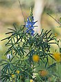 Blaue Lupine (Lupinus angustifolius)