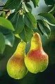 Two pears