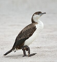 A bird with dark-brown feathers on the upper body, and white under body slightly streaked.