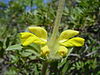 Phlomis lychnitis